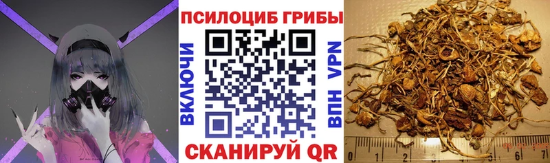 MEGA зеркало  Ахтубинск  Псилоцибиновые грибы GOLDEN TEACHER 